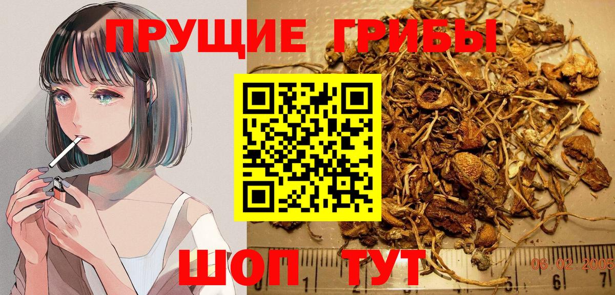Ногинск  Галлюциногенные грибы мицелий  Псилоцибиновые грибы мицелий  Вход с VPN 
